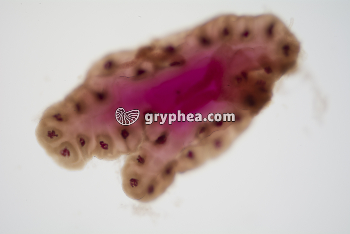 Glande salivaire de Chironome entière avec chromosomes géants x10 - gryphea.com